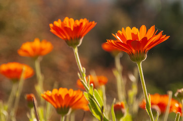 Calendula officinalis, marigold in a herb garden in a sunlight