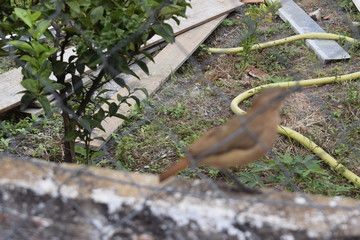 Pássaro Saiá atrás de grade