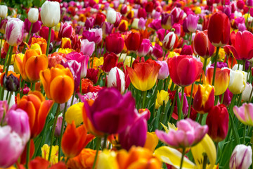 Fototapeta premium Spring Feeling