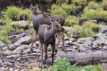 Shiras Moose in Colorado. Shiras are the smallest species of Moose in North America