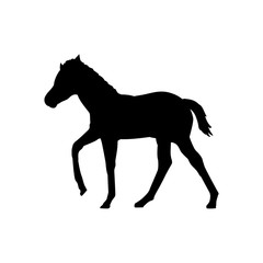 Foal horse farm mammal black silhouette animal. Vector Illustrator.