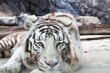 tiger in zoo