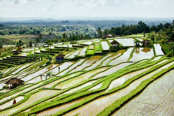 Fototapeta premium Rice terraces Jatiluwih, protected by UNESCO. Indonesia, Bali Island.
