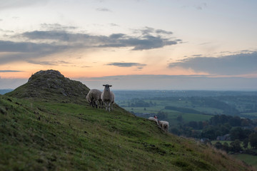 Sheep atop Thorpe Cloud at dawn