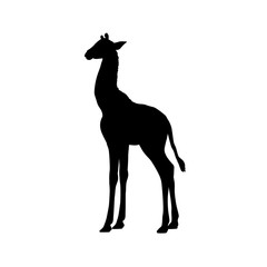 Giraffe calf cub mammal silhouette animal. Vector Illustrator.	