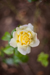 yellow rose in garden