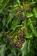 bacche nere di edera (Hedera helix),primo piano,