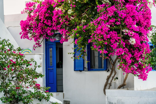 The typical cyclades style with colorful flowers in Parikia town on Paros island, Greece