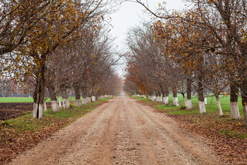 road in forest