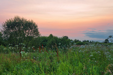 Sunset in summer field