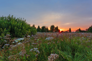 Sunset in summer field