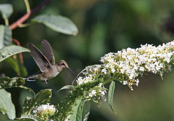 Female rufous hummingbird (Selasphorus rufus)  Utah Wildlife 