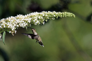 Female rufous hummingbird (Selasphorus rufus)  Utah Wildlife 