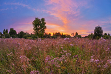 Obraz na płótnie Canvas Sunset in summer field