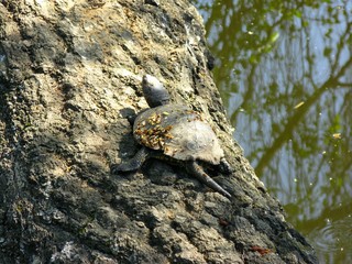 Turtle on the trunk of a birch pond