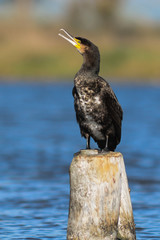ritratto di cormorano (Phalacrocorax carbo) su tronco