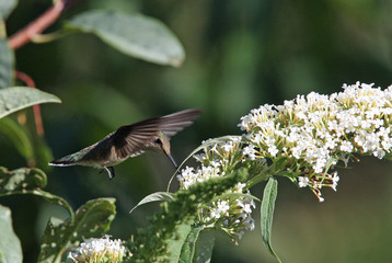 Female rufous hummingbird (Selasphorus rufus)  Utah Wildlife 