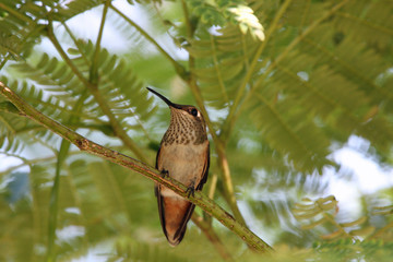 Female rufous hummingbird (Selasphorus rufus)  Utah Wildlife 