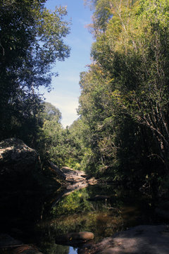 river in forest