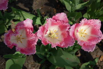 Tulip