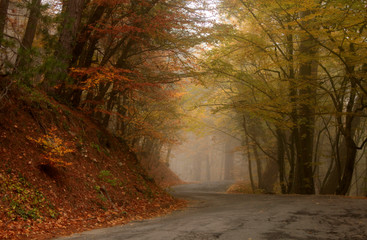 Road in a beautiful autumn forest in Crimea