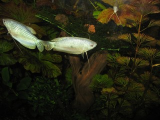 Two fish in the aquarium