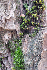 Moss Detail on Cracked Tree Bark