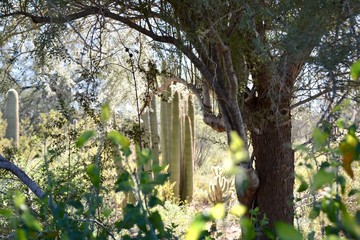 Dreamy Golden Hour Desert Landscape Organ Pipe Cactus