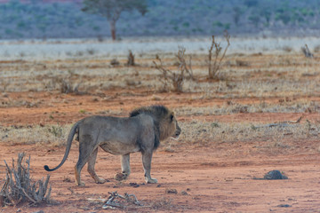 African Liom