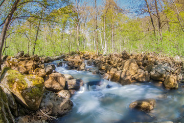 river in forest