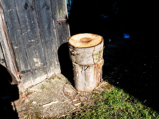 Naklejka premium OLYMPUS DIGITAL CAMERA - FIREWOOD 