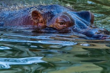 Hippopotamus