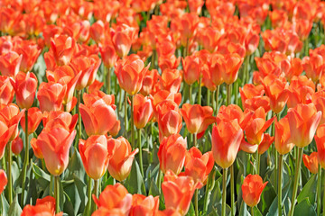 Obraz premium Blühende orangefarbene Tulpen