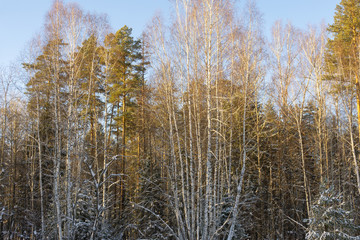 Fototapeta premium Fairy winter forest in the snow. Winter time. Heavy snowfall. Trees in the snow. Beautiful landscape. The trunks and branches of trees. Winter forest with snow on trees and floor