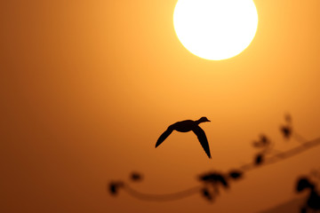 Ente im Sonnenuntergang