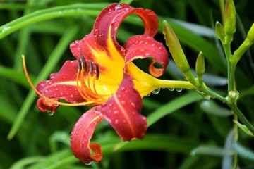 Fototapete bei efototapeten.de bestellen   