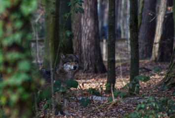 Wolf