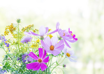 Wildflowers on a natural background