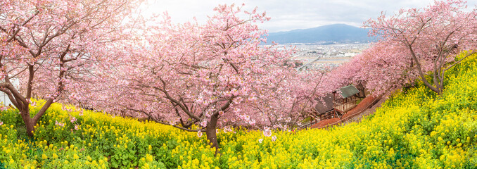 Beautiful panorama of Cherry Blossom in Matsuda , Japan