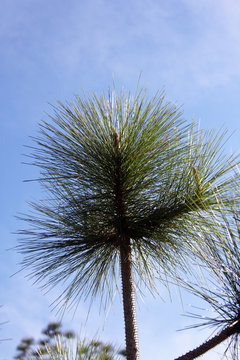 palm tree on background of blue sky