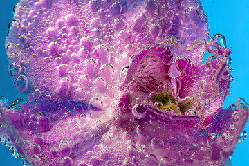 Beautiful close up view of orchid flower isoalted in water. Gorgeous nature backgrounds.