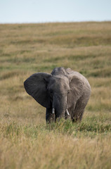 Fototapeta na wymiar A lone elephant grazing in the savannah of Masai mara national reserve during a wildlife safari