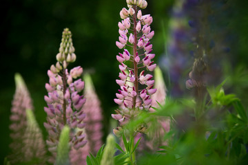 Fototapeta premium Pink lupins growing in the spring time 