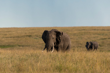 An elephant and calf  grazing in the savannah of Masai mara national reserve during a wildlife safari