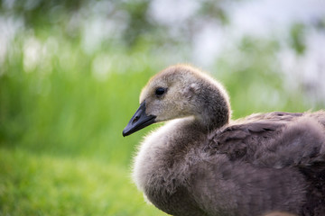 Young Canadian chick geese sitting near a lake