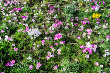 Fototapeta premium purple flowers in the garden - crocus