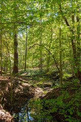 Fototapeta premium Forest in Mistletoe State Park, Georgia