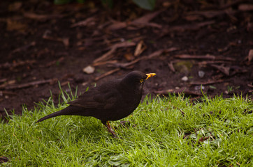 Little, cute common blackbird