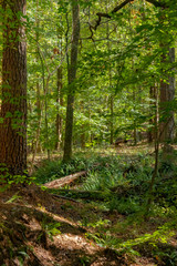Obraz premium Forest in Mistletoe State Park, Georgia