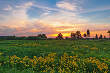 Fototapeta premium Sunset in summer field